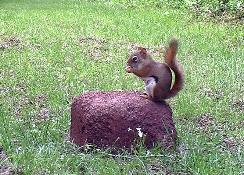 RedSquirrel_061611_1924hrs.jpg - Red Squirrel (Tamiansciurus hudsonicus)